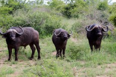 Cape Buffalo (4)