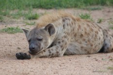Hyena3